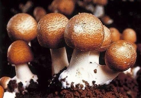 CÔNG DỤNG CỦA CÁC AMINO ACID CÓ TRONG NẤM AGARICUS ĐỐI VỚI SỨC KHỎE